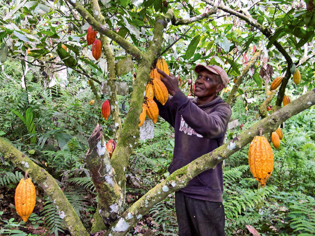 Le CIRAD, une agence française de recherche agronomique, veut renouer ses relations avec le Togo