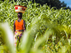 World Bank launches $716M food resilience program in some West African countries