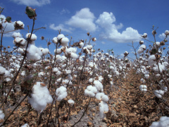 Togo: Cotton farmers now hold 25% of the New Cotton Company of Togo