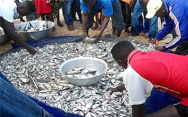 Togo: l’ISMA propose un Master en Aquaculture, Pêche et Transformation des Produits Halieutiques