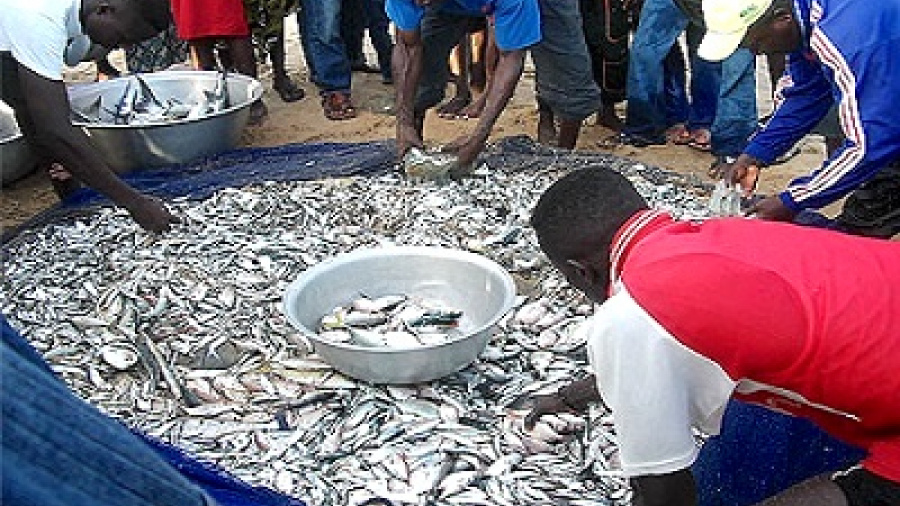 Togo: l’ISMA propose un Master en Aquaculture, Pêche et Transformation des Produits Halieutiques