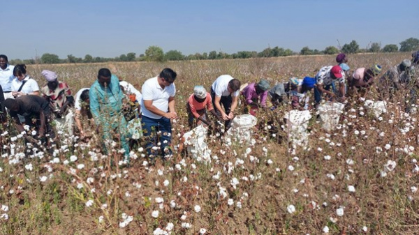 Togo : une nouvelle baisse de la production du coton se profile