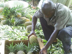 Local firm secures €2.6M to produce top-quality natural pineapple juice