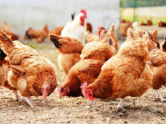 Togo to host, for a second time, the pan-African Poultry Conference, in May this year