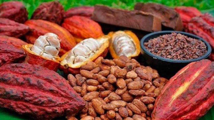 Café-Cacao : L’ICAT fournira plus d’un million de plants aux producteurs pour la nouvelle campagne