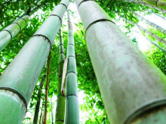 Togo among top 20 African bamboo producers