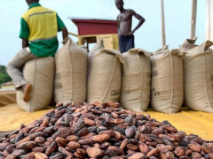 Cocoa-Coffee: Togo reduces indicative prices for both crops