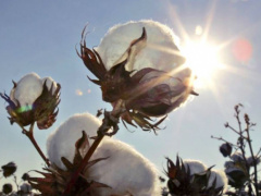 Cotton : Savannah region aims to remain Togo’s leading producer for 2018/19 season