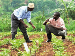 Togo: MIFA to support organic productions identified as investment niches