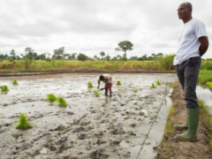 Togo: Ministry of agriculture deploys 700 agents to identify actors of the agricultural value chains