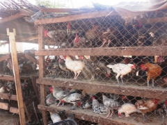 Spurred by PNIASA and PASA, poultry production soars significantly in 2011-2017