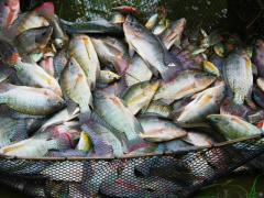 Ministry of maritime economy warns fish importers to renew sanitary certificates