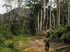 Togo seeks about $100 million for its new forest management plan