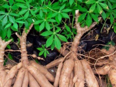 Cassava: Two new transformation units projected in Tokpo and Atigbe