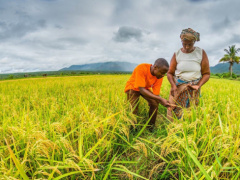 Togo produced more than 150,000 t of rice in 2020