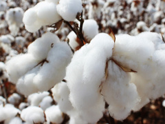 Cotton: Togolese production is up for the first time since OLAM took over the industry