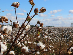 Cotton output halved