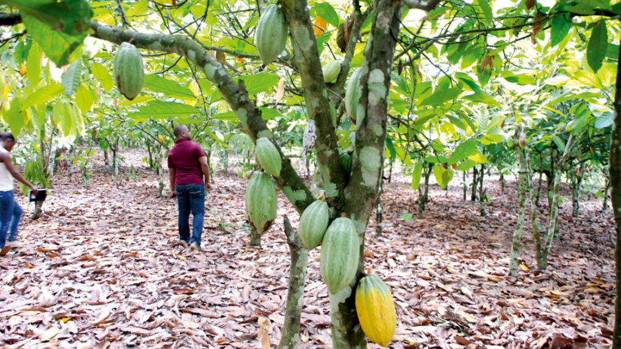 PASA : Quel impact sur la filière café-cacao