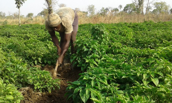 Togo : un appui financier de 1,5 milliard FCFA du FIDA à l’agriculture