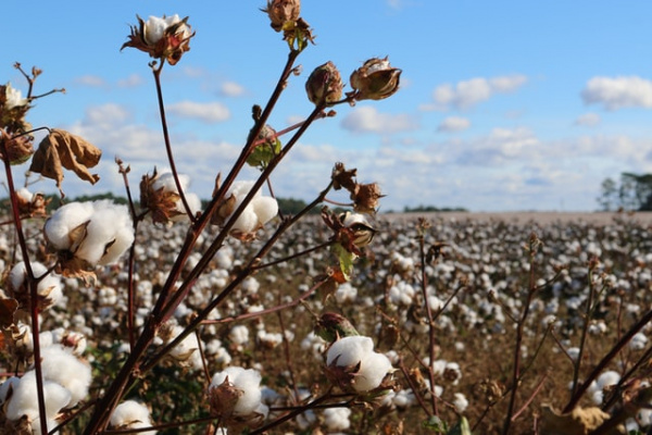 Campagne cotonnière 2021-2022 : Olam annonce les couleurs !