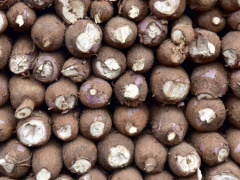 Togo: Tuber production rose by 11% since 2017