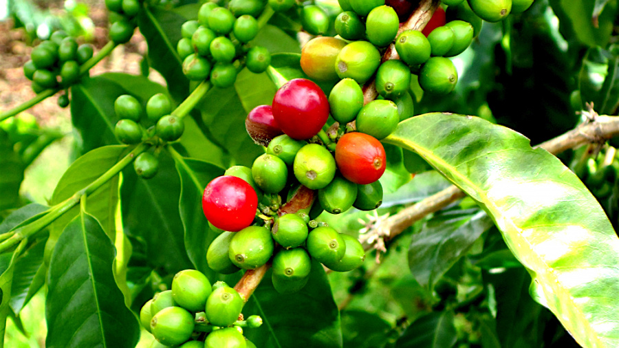 En Côte d&#039;Ivoire, l’Organisation interafricaine du café met le cap sur un fonds spécial, qui pourrait relancer le café togolais