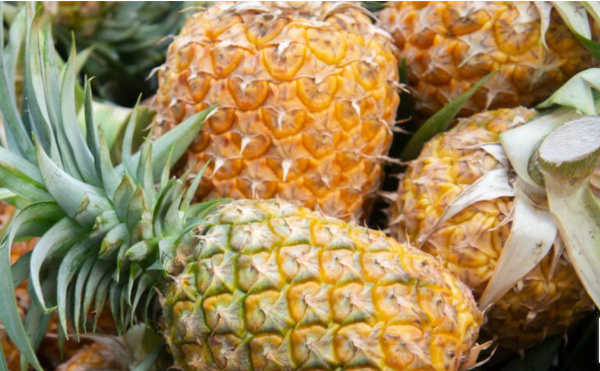 Togo : un plan à 9,5 milliards FCFA pour doubler la production d&#039;ananas en 5 ans