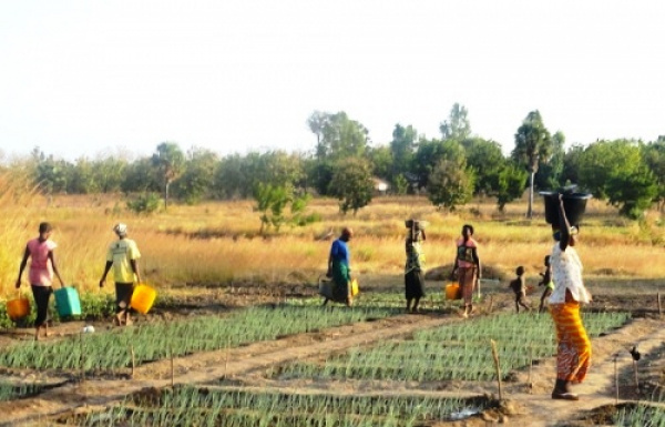 Togo: Agricultural Sector Support Project (PASA) currently under review