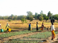 Togo: Agricultural Sector Support Project (PASA) currently under review