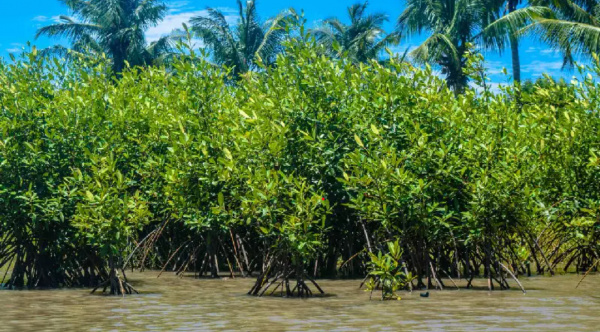 Togo : un projet pilote pour la préservation des îles d’Aného