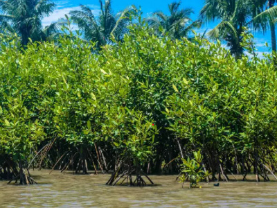 togo-un-projet-pilote-pour-la-preservation-des-iles-d-aneho