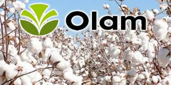 Coton : au Togo, la production rebondit, mais les producteurs en colère contre Olam