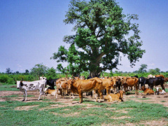 Togo: Half a billion CFA invested in cattle production areas