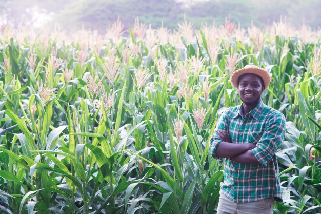 Le PAEIJ-SP lance des appels à projets pour la sélection de 805 primo-entrepreneurs agricoles