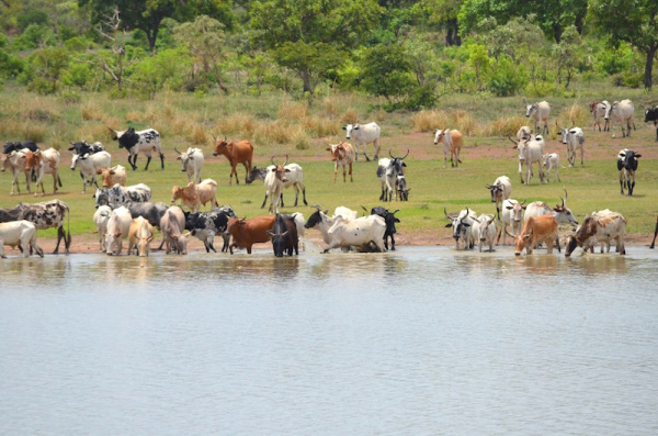 Togo : Husbandry contributes 6.73% to GDP