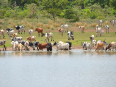 Togo : Husbandry contributes 6.73% to GDP