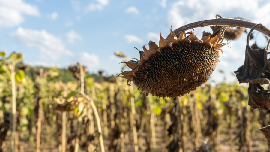 Togo : le changement climatique provoque une contraction du secteur agricole (BAD)