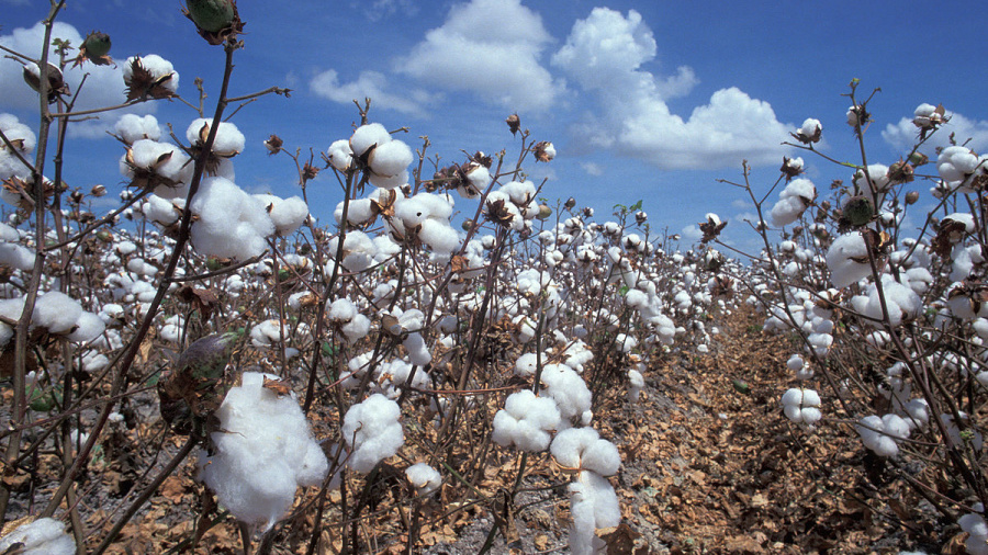 Coton : lancement de la campagne 2020-2021, sur fond de baisse annuelle de la production