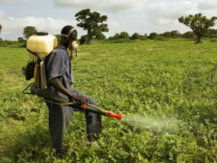 Herbicides: Atrazine and paraquat are still forbidden in Togo, Ministry of Agriculture reminds