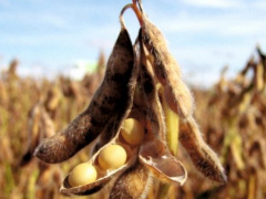 Togo: Soybean sales campaign begins