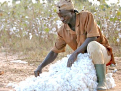 Togo’s cotton output rose by 8% in 2017/18