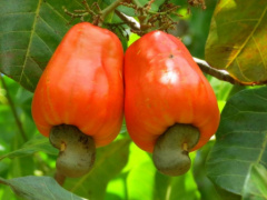 Togo exported XOF7 billion of cashew in 2018, against XOF2.5 billion the year before