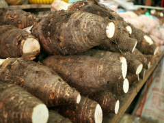 The government initiates efforts to boost the roots and tubers sector