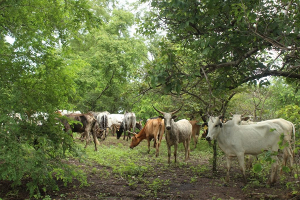 Nord Togo : pour une transhumance apaisée