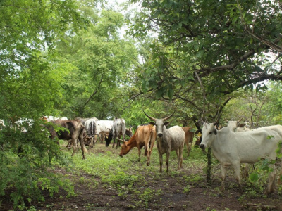 nord-togo-pour-une-transhumance-apaisee