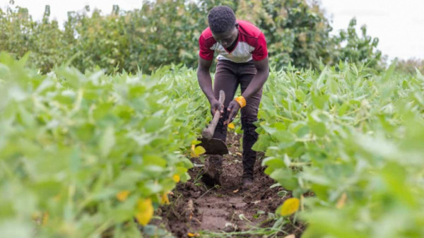 Oti-Sud : un Forum régional sur la sécurisation juridique des terres agricoles