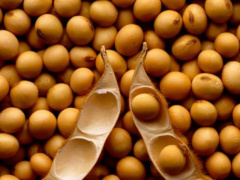 Soybean: Togo Eyes 30,000 t annual output by 2028