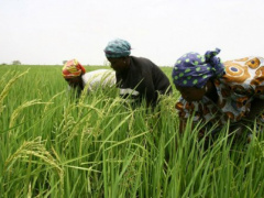 Togo: From 2008 to 2017, rice output rose by more than 64%