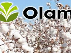 Togo: Cotton Output Surges but Farmers Remain Unsatisfied