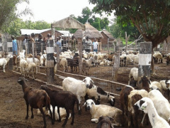 Togo: 300 breeders to get up to XOF1.5 billion under PASA’s additional phase